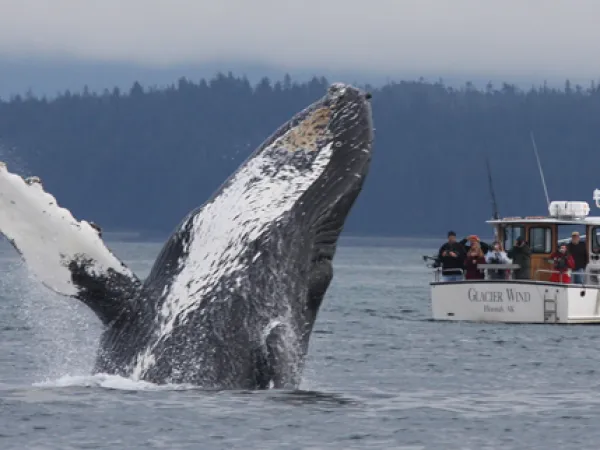 Humpback whale breach near catamaran