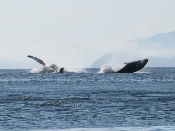 Humpback whales