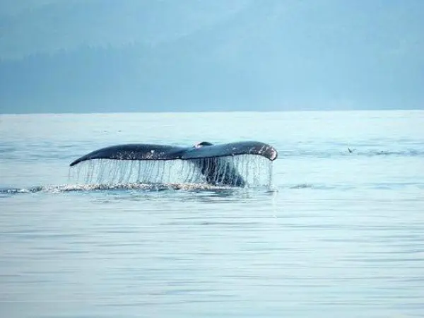 Whale tail
