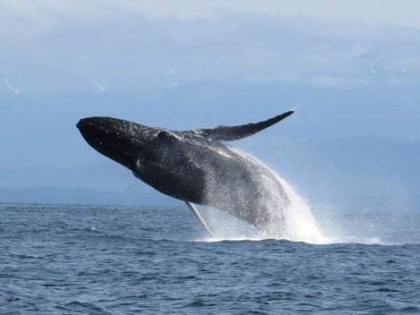 Humpback whale jumping