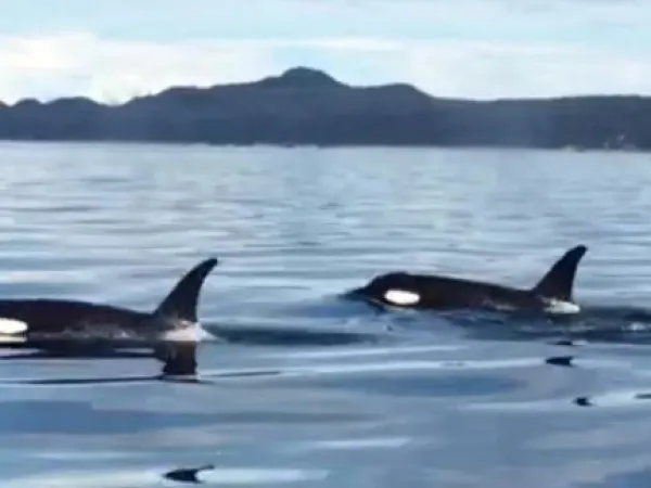 Orcas in water