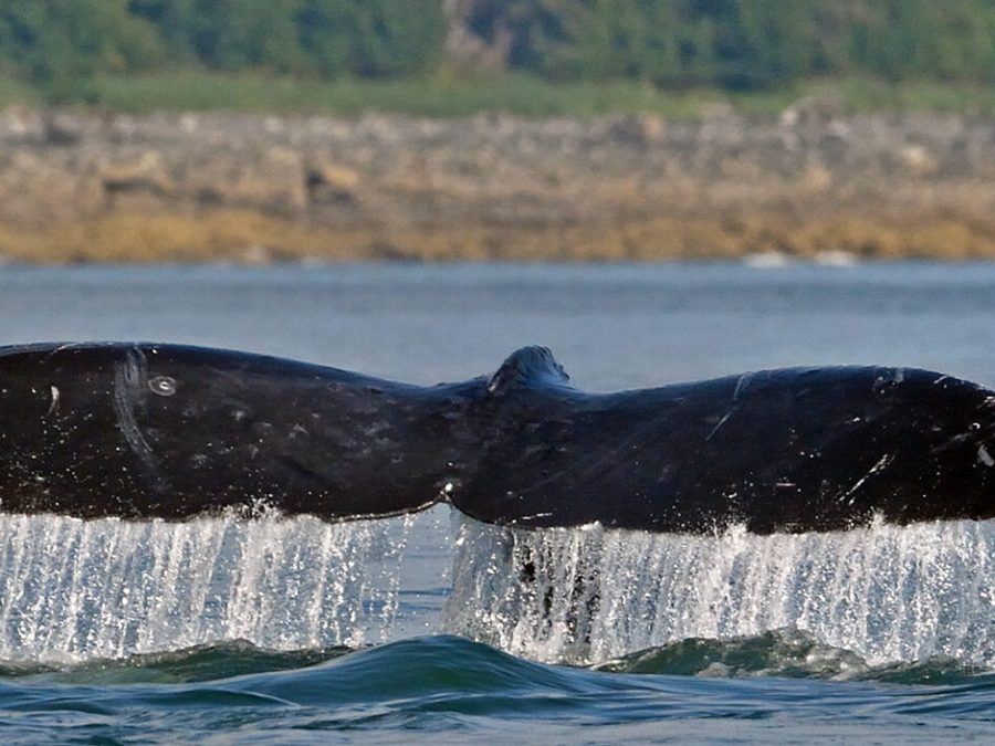an image of a whale's tail while whale watching & wildlife excursion with glacier wind charters in icy strait, alaska