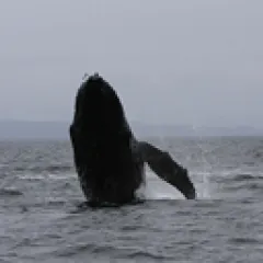 Humpback whale