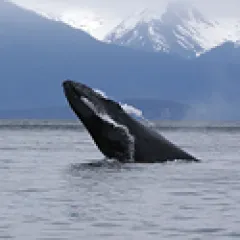 Humpback whale