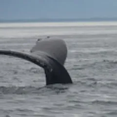 Whale tail