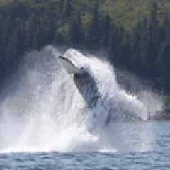 Humpback whale jumping