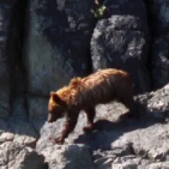 Bear on rocks