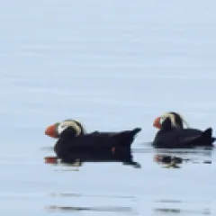 Puffins in water