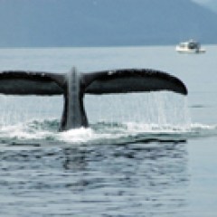 Whale tail