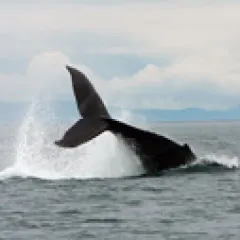 Whale tail