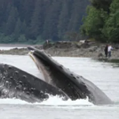Humpback whales