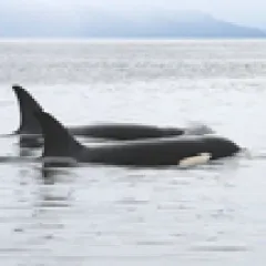 Orcas in water
