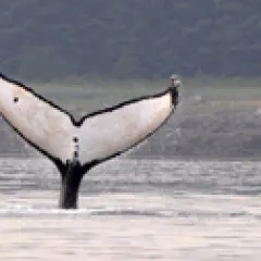 Whale tail