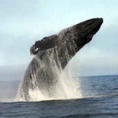Humpback whale jumping