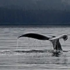 Whale tail