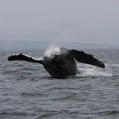 Humpback whale