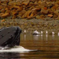 Humpback whale near shore