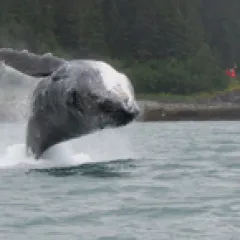Humpback whale jumping