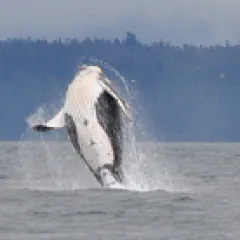 Humpback whale jumping