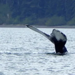 Whale tail