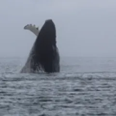 Humpback whale