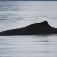 Whale hump