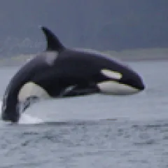 Orca jumping