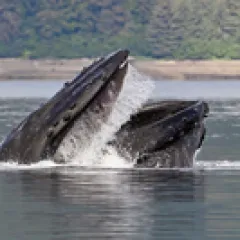 Humpback whales
