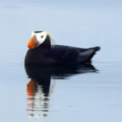 Puffin