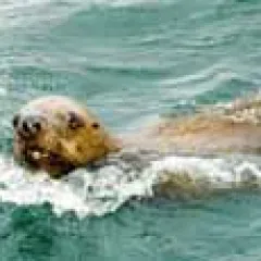 Seal in water