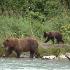 Brown bears