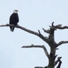 Eagle in tree