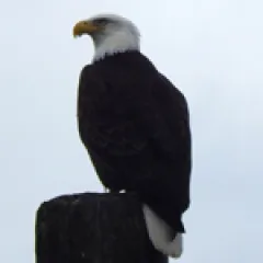 Eagle
