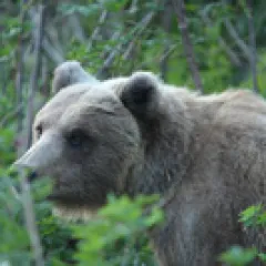 Brown bear