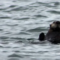 Otter in water