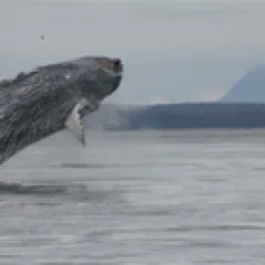 Humpback whale jumping