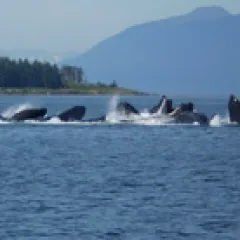 Orcas in water