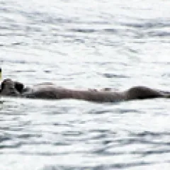 Otter in water