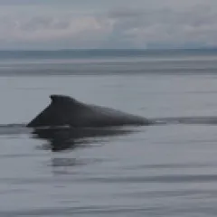 Whale hump