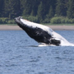 Humpback whale jumping