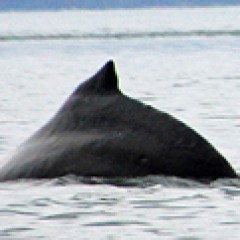 Whale hump