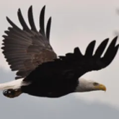 Eagle flying