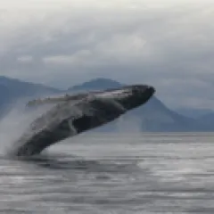 Humpback whale jumping