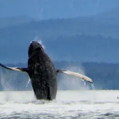 Humpback whale jumping