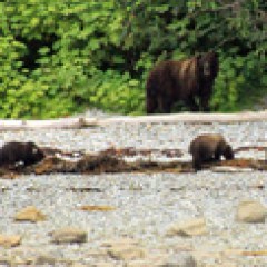 Bears in Hoonah