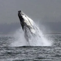 Humpback whale jumping