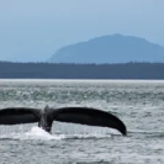 Whale tail